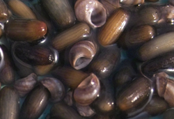 eelgrass seeds close-up